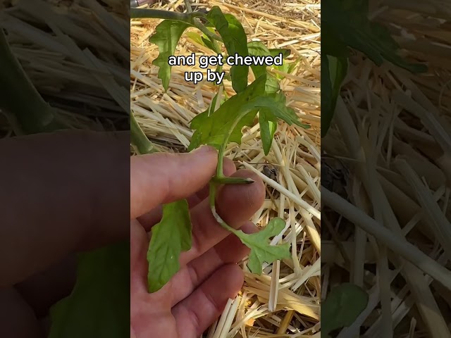 How To Prune For Healthy Tomatoes!