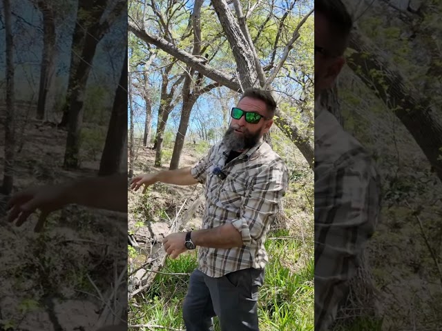 These Texas Trees Evolved to Survive Woolly Mammoths