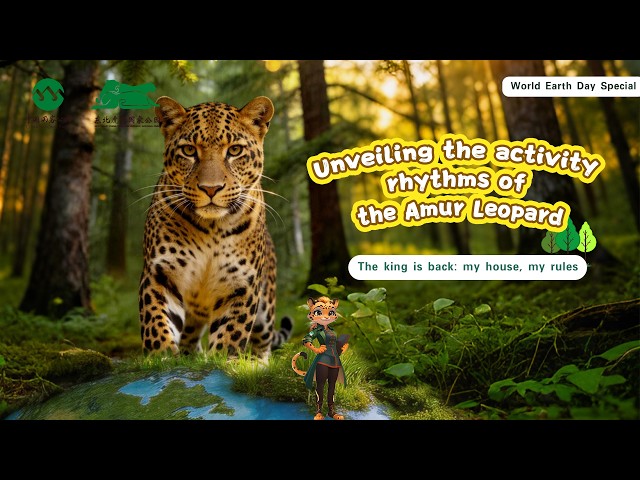 Broadcast: Unveiling The Activity Rhythms Of The Amur Leopard | iPanda