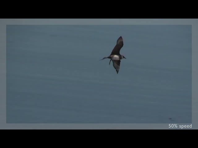 Labbe parasite (Stercorarius parasiticus) Parasitic Jaeger