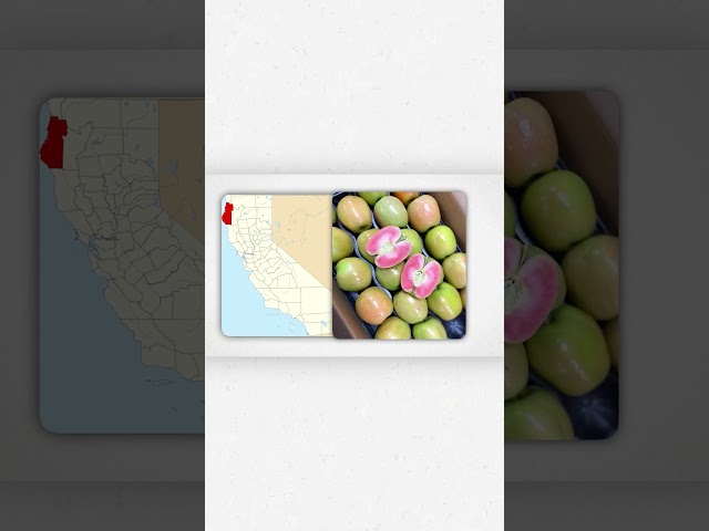 Every Apple Explained