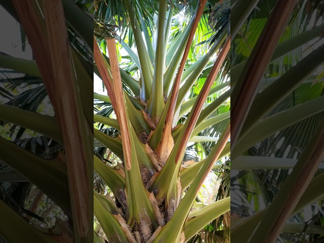 Exotic palm tree