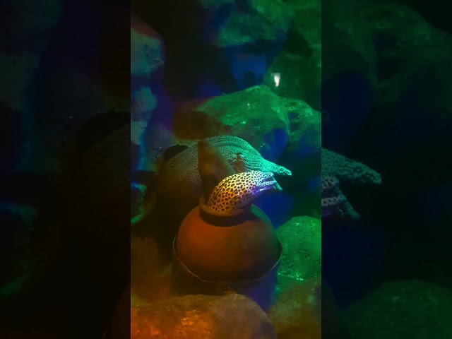 eel