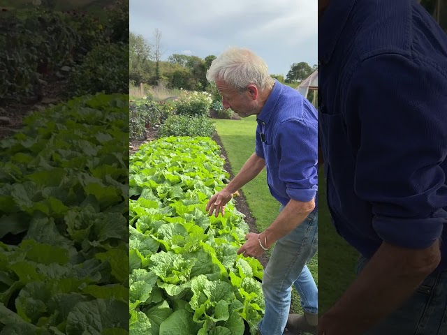 45 days of Growth, Turnips and Chinese Cabbage
