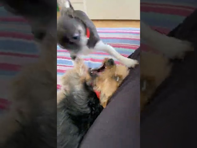 YORKIE AND CHIHUAHUA FIGHT 🦊 WHO WON? 😂