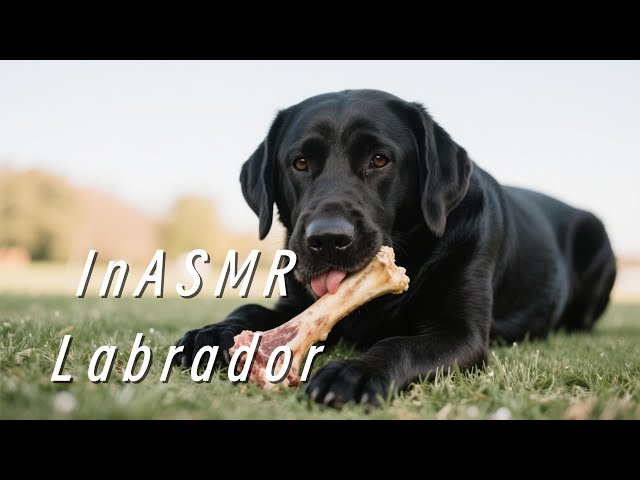 WARNING: This Black Lab ASMR Will CRUSH Your Anxiety... (Try to Stay Awake!)