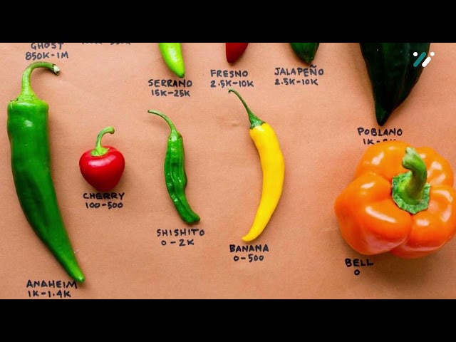 How to Grow Bell Peppers from Seeds: Step-by-Step Success Guide.