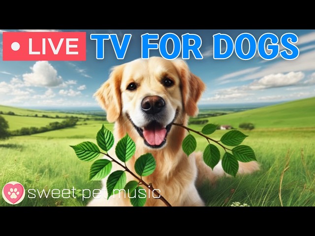 🔴24 Hours of Dog TV🎵🐶Calming Music for Dog Sleep🐶💕Soothing Music for Dog Stress and Anxiety Relief