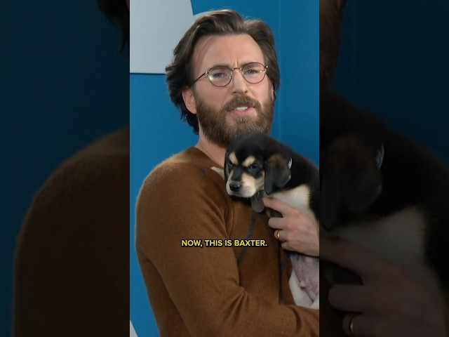 Chris Evans is looking to home ⁠@animalleague’s cute pup, Baxter! Head to the link in our bio.