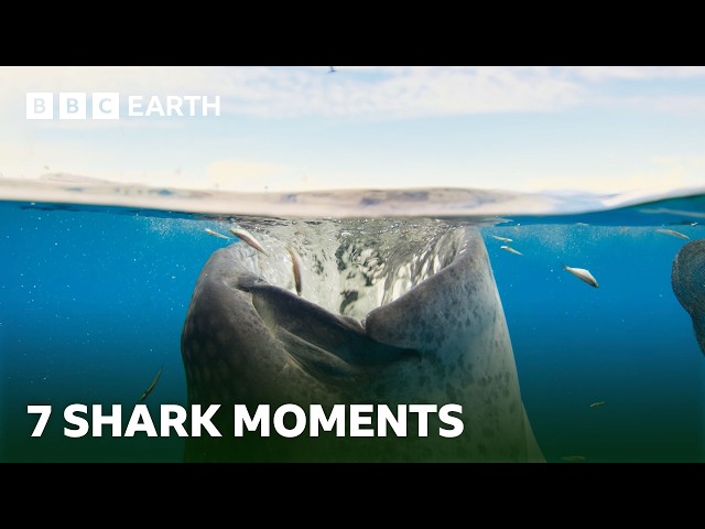 Spectacular Shark Moments | BBC Earth