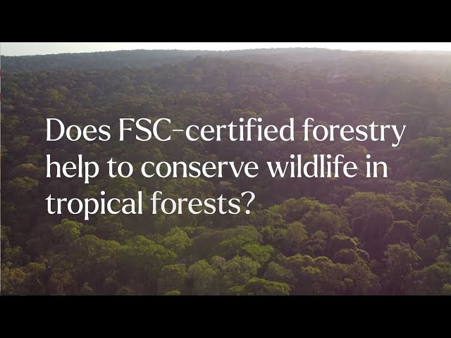 Does FSC certified forestry help to conserve wildlife in tropical forests?