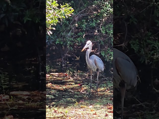 Great Blue Heron!