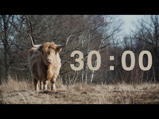 30 Minute Classroom Timer with Western Music & Highland Cow | Focus & Silent Reading Timer