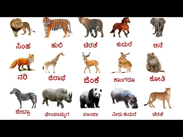 Wild And Forest Animal names In English And Kannada// Animals Name//ಕಾಡು ಮತ್ತು ಅರಣ್ಯ ಪ್ರಾಣಿಗಳ ಹೆಸರು