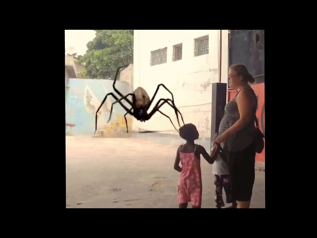 The biggest spider ever!!