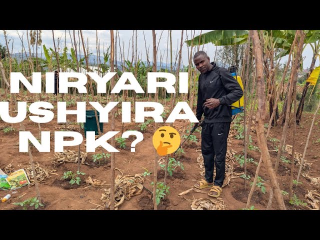 🍅Ibanga ryo Gushyira Ifumbire ya NPK ku Nyanya? | Uko Wavanga Imiti Ugatandukana n'Udukoko 🌿