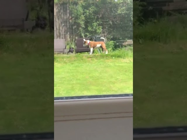 When The Dogs Decide To Play