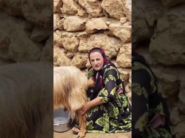 village life in iran | Milking a goat #villagelife