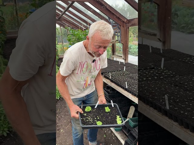 Sowing possibilities in late August