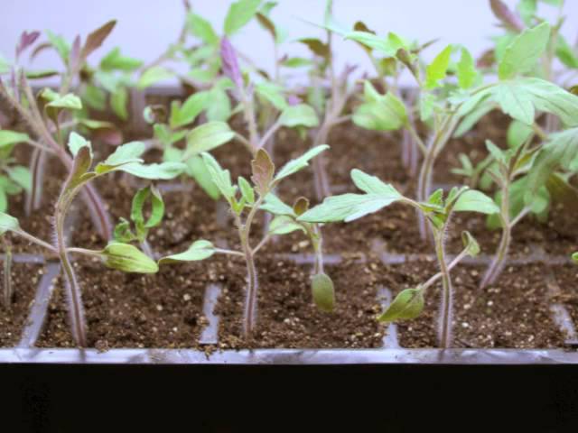 Step by Step: 🍅 How To Grow Tomatoes from Seed | Gardener's Supply 👩‍🌾