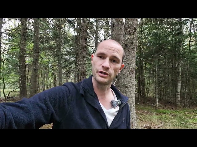 AI Finished My Coding Work So I Went For A Walk In The Woods