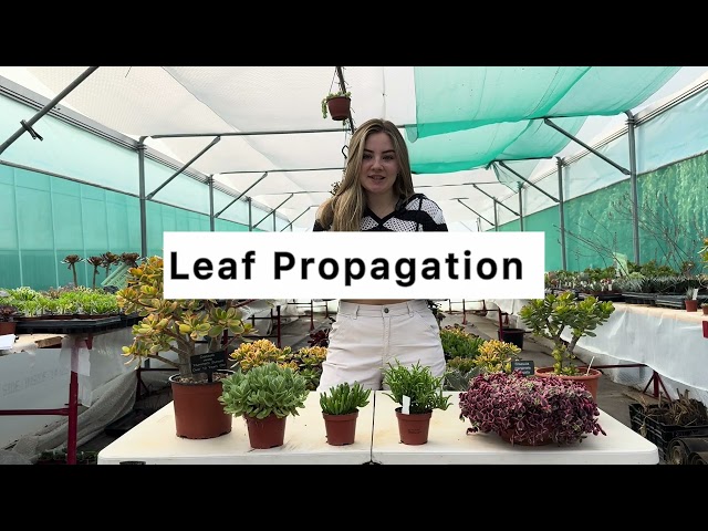 Crassula Propagation Made Easy / Step-by-Step Guide