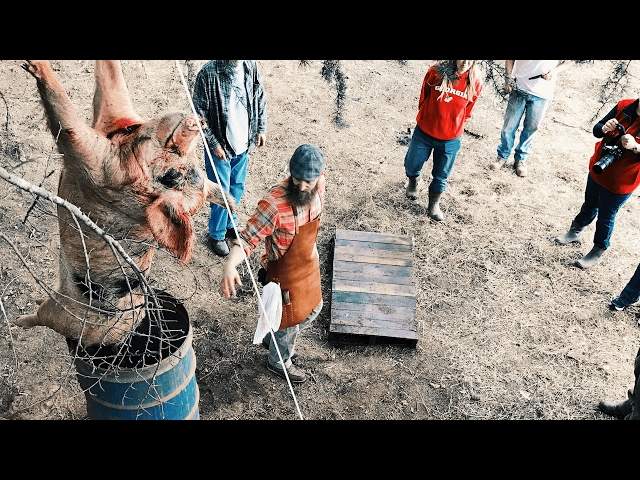Turning Hogs Into People