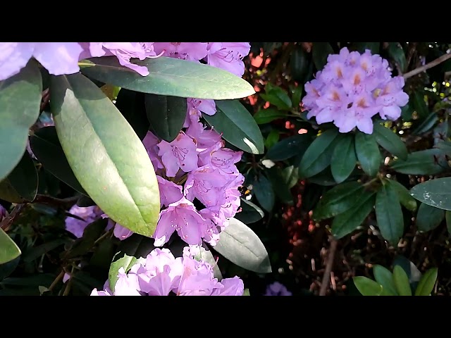 Bumblebee slow motion