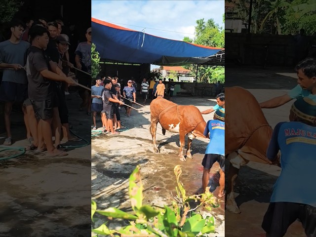 Cara Menyembelih Hewan Qurban 2026 #iduladha #iduladha1447h #idulqurban #sapiqurban #1447h