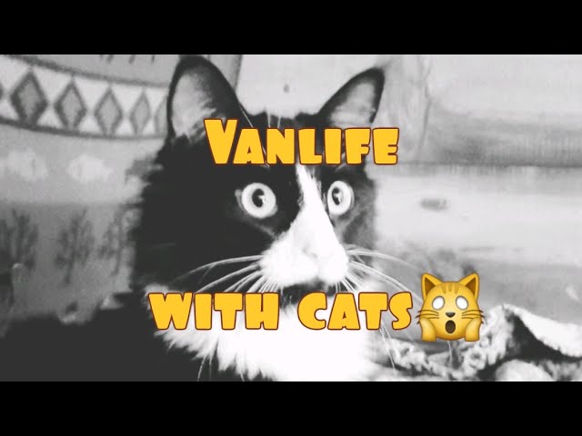 Vanlife with cats     (outback jack Kitty Compound)
