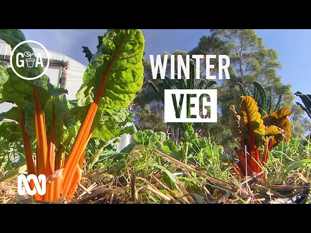 What to grow in winter in the vegetable patch | Gardening Australia