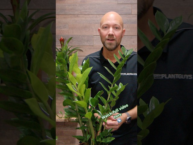 ZZ plant an extreme survivor #plants #garden #shorts