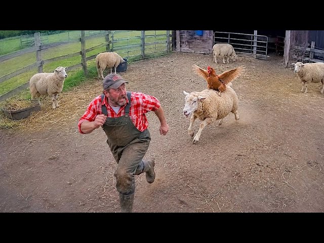 Funniest Farm Animals Caught on Camera