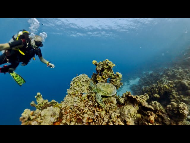 Red Sea (South) Liveaboard Scuba Dive 2025