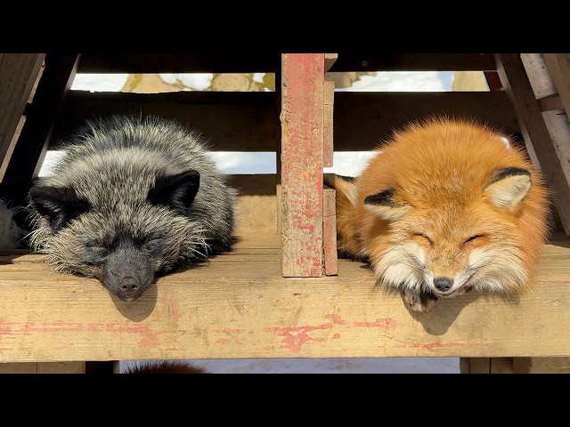 Japan's Snow Fox Village!! Enter a world inhabited by 100 fluffy foxes🦊