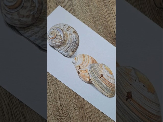 shell tutorial coming soon to Patreon #colourpencilart #slice #shells #realism