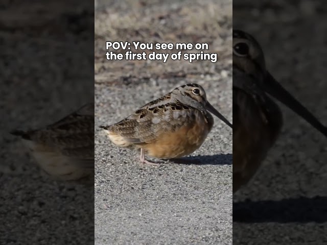 Happy Spring From The American Woodcock