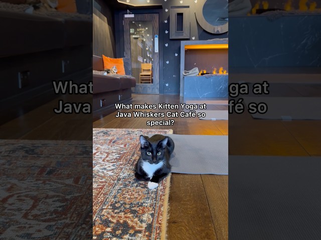 Kitten Yoga at Java Whiskers Cat Café 🧘🐈‍⬛ Book through link in bio!