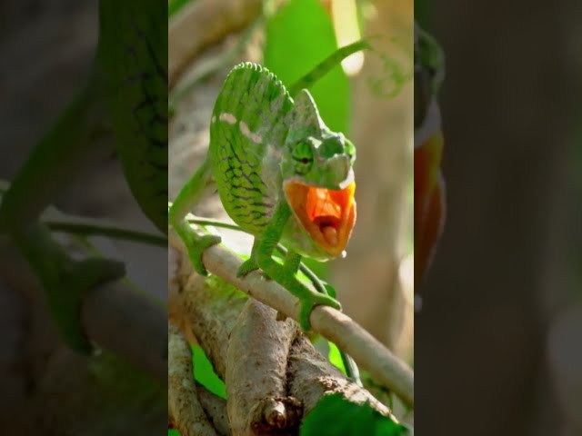 Male chameleons duke it out. #wildlife #naturepbs #chameleon #reptiles  #animals