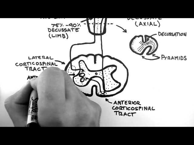 Spinal Pathways 4 - Corticospinal Tract