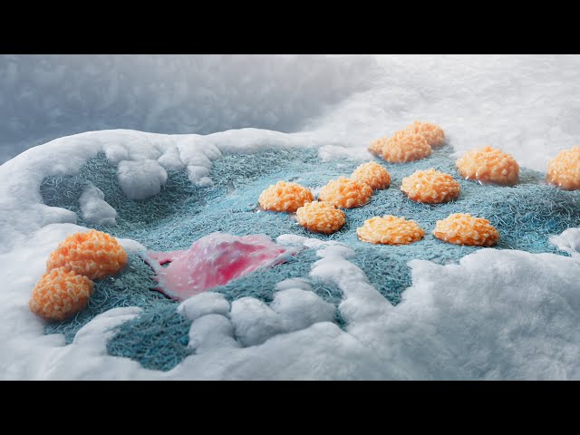 Knochenaufbau mit Osteoblasten & Klasten | 3D-Animation