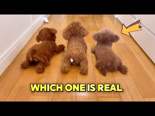 Do you know which one is the real dog?