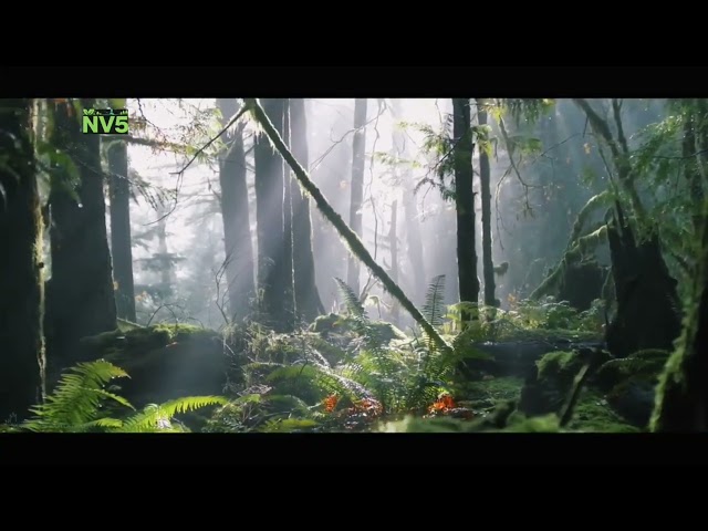 Walking in forests#nature #forest #trending 