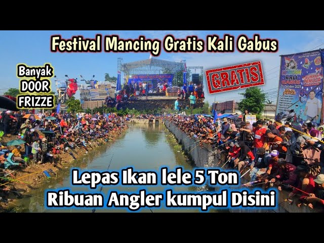 FREE FISHING FESTIVAL AT KALI GABUS BEKASI RELEASES 5 TONS OF CATFISH