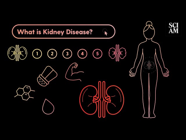 How your kidneys actually work — and what happens when they fail