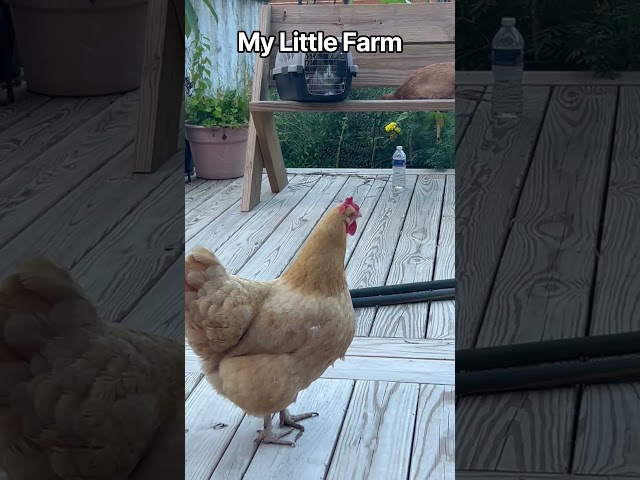 My Little Farm #pets