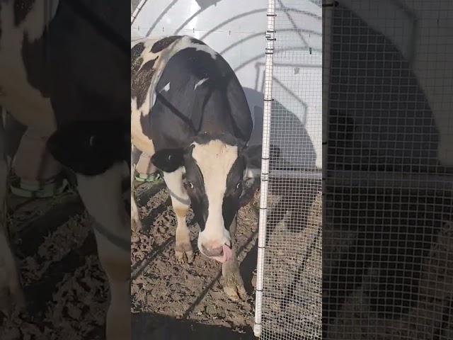 Our Year Old Steers Broke Into the Chicken Tractor! #cow #small farm