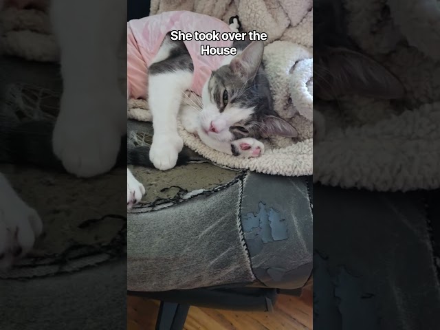 She took over my house #cat #pets #pet #kitten #kitty