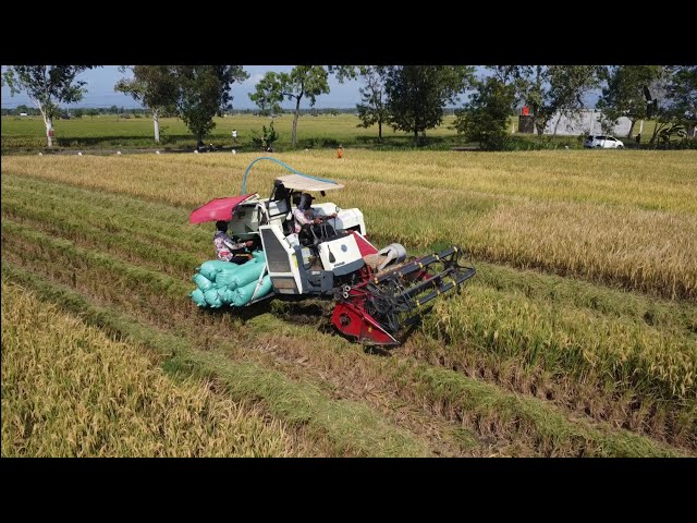 KOMBEN DRONE VIEW - Kombi Sawah Maxxi Bimo Babadan Ponorogo 2026