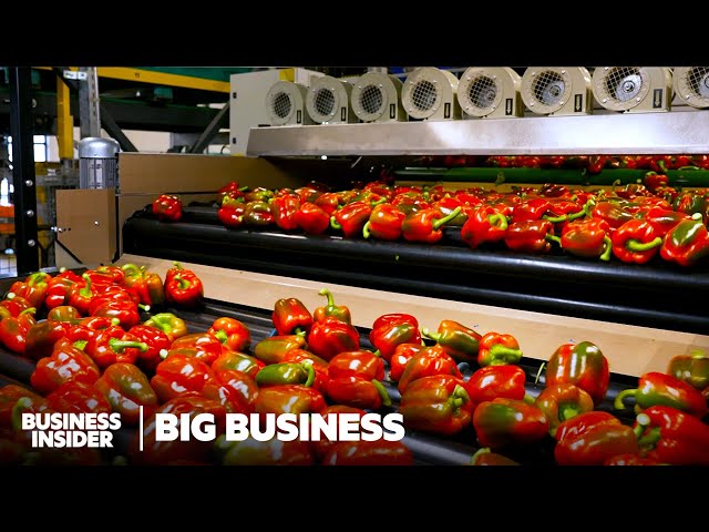 How One Tiny Country Rivals American Farming